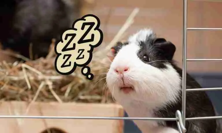 Are Guinea Pigs Nocturnal Animals
