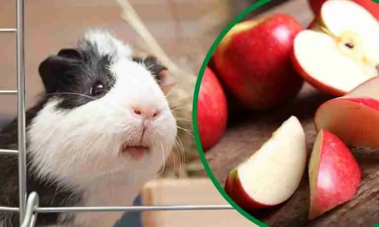 Can Guinea Pigs Eat Apple