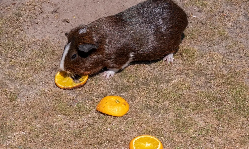 Guinea Pig Eating Oranges