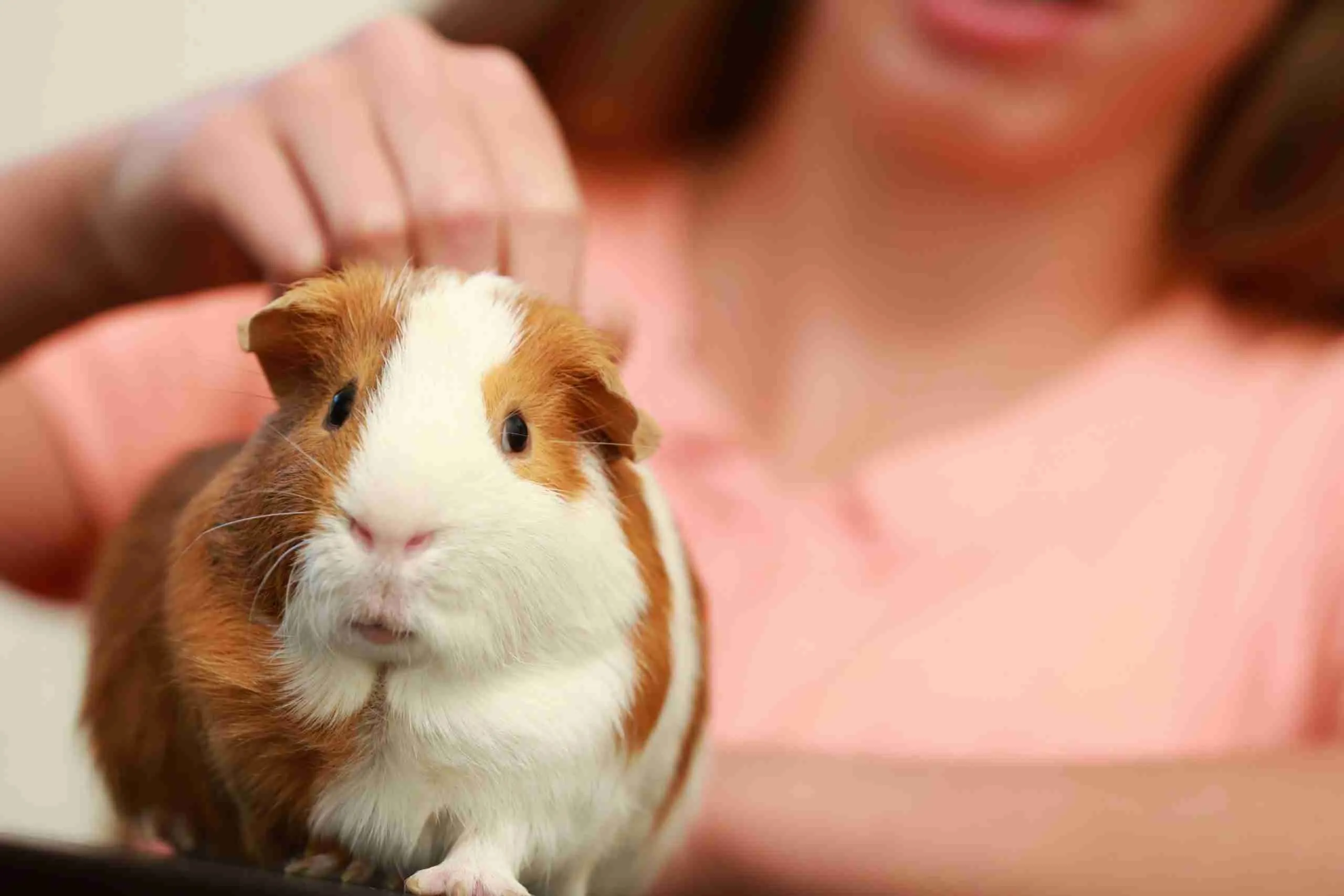 guinea pig enjoys being petted at its back