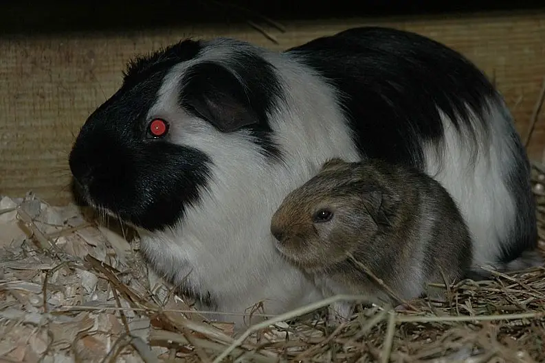 guinea pigs rest like rodents