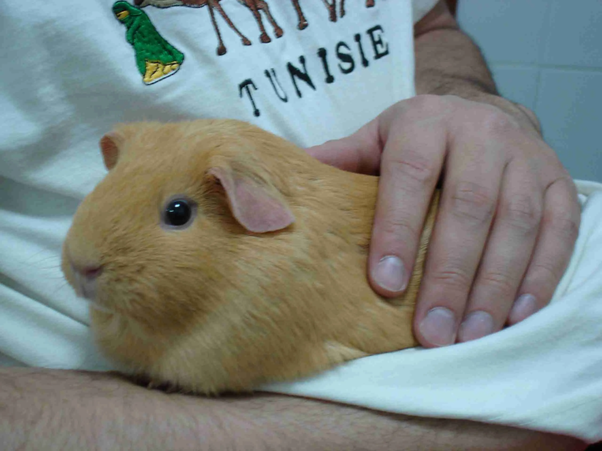 guinea pig calmly enjoys being held and petted