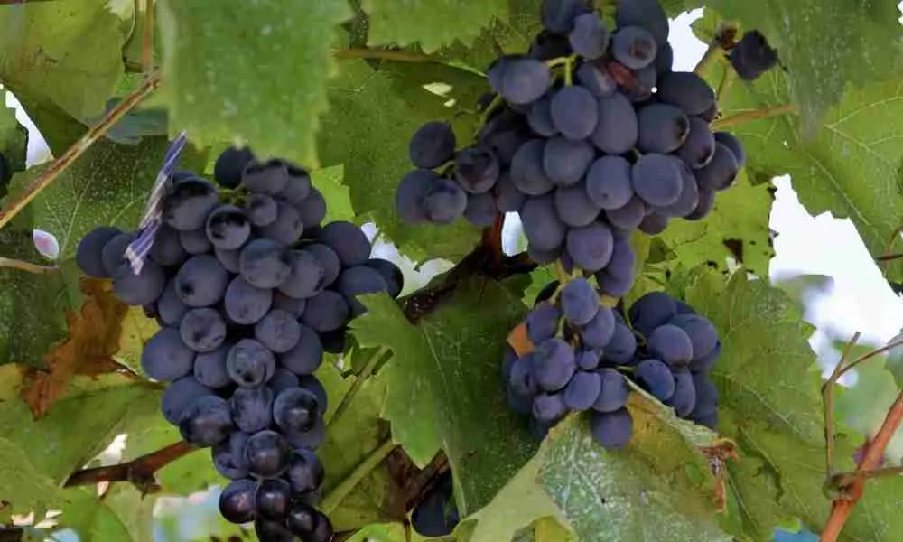 Black Grapes to Feed Your Guinea Pigs
