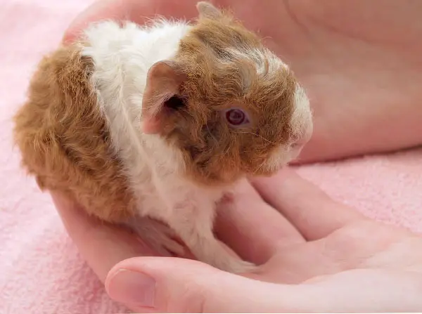 baby guinea pig held in a hand