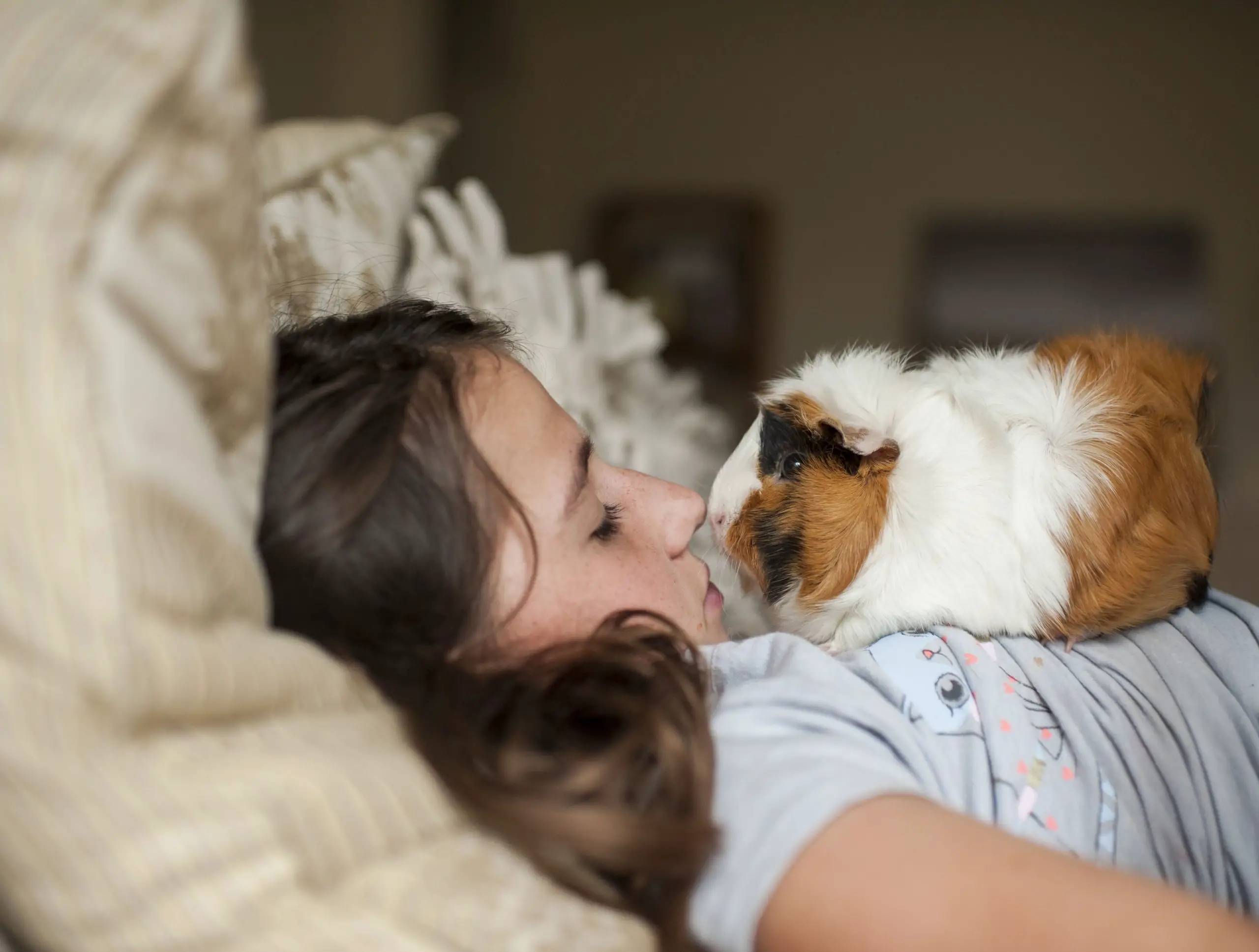 girl making her guinea pig comfortable to be petted