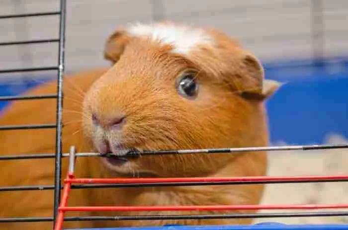 guinea pig biting the meal wire cage