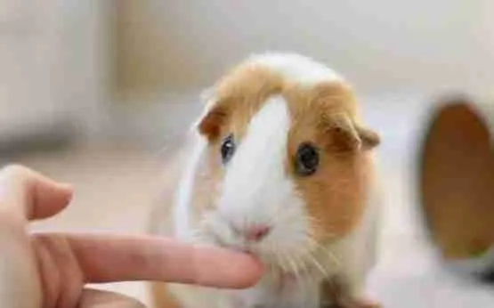 guinea pig not biting a human