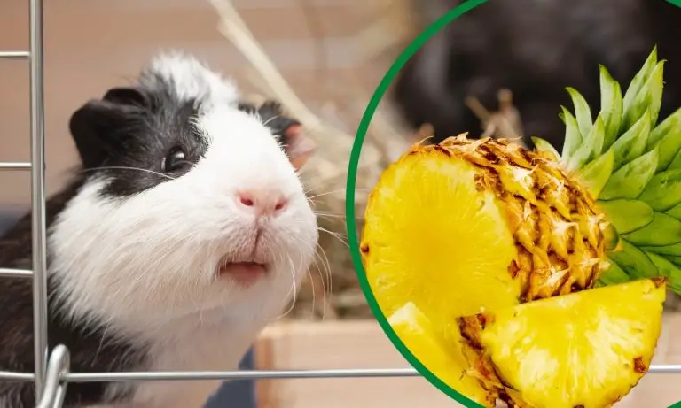 Can Guinea Pigs Eat Pineapple