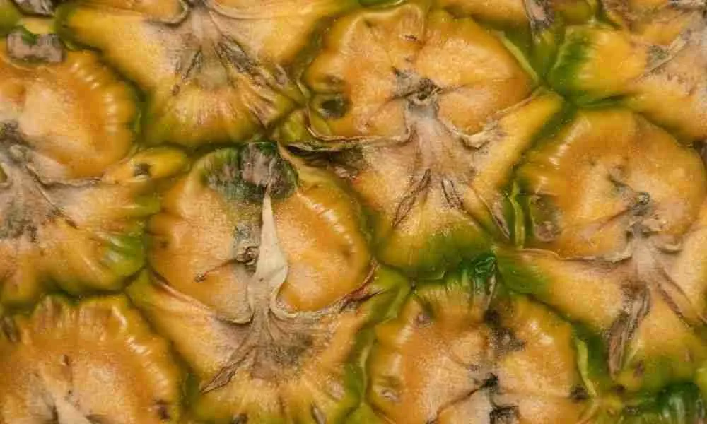 Pineapple Skin or Rind - not a food for guinea pigs