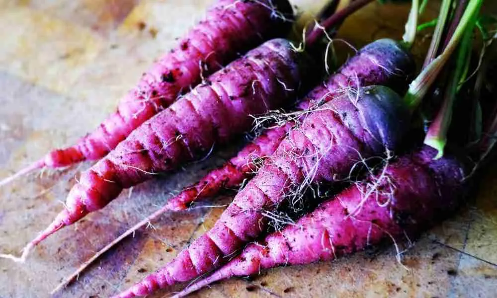 Photo of Purple Carrots as Food for Guinea Pigs