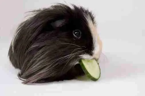 Guinea Pig Eating Cucumber