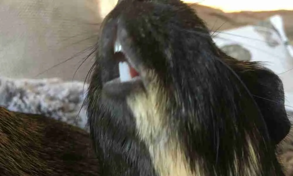 Guinea Pig with a Mouth Sore