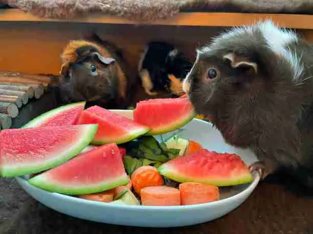 Guinea Pigs Eating Watermelons