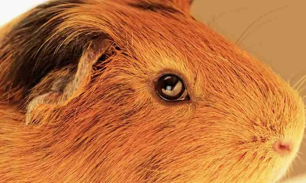 Good Eyesight for Guinea Pigs - Benefit of Feeding Carrots
