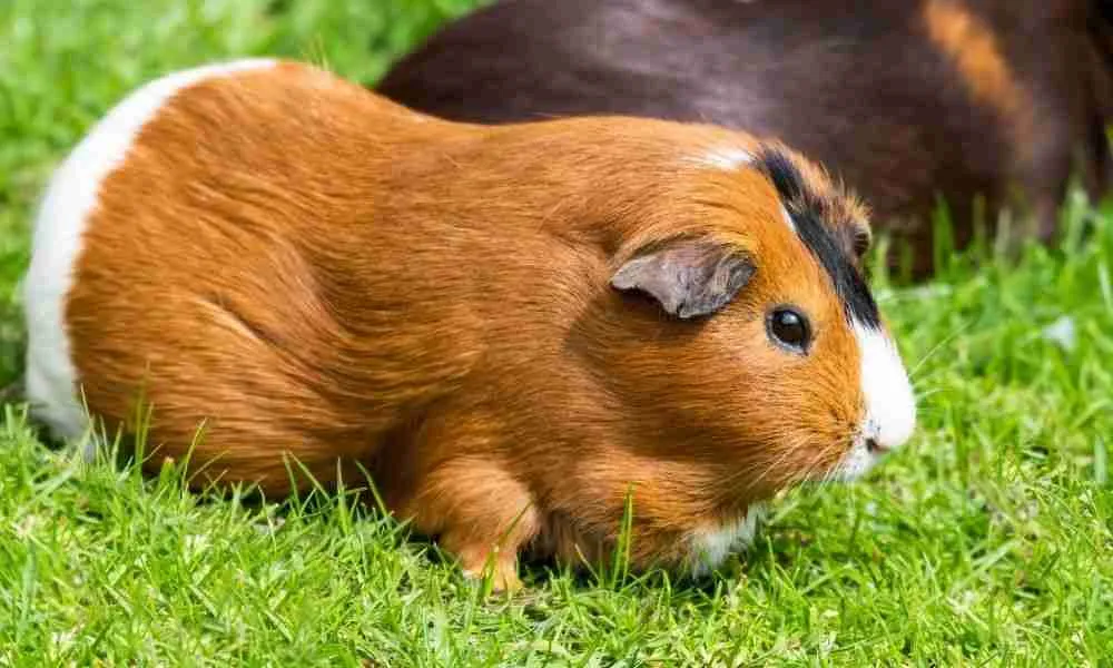 Guinea Pigs Playing with Healthy Bones