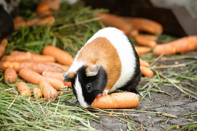 photo of guinea pig eating carrots
