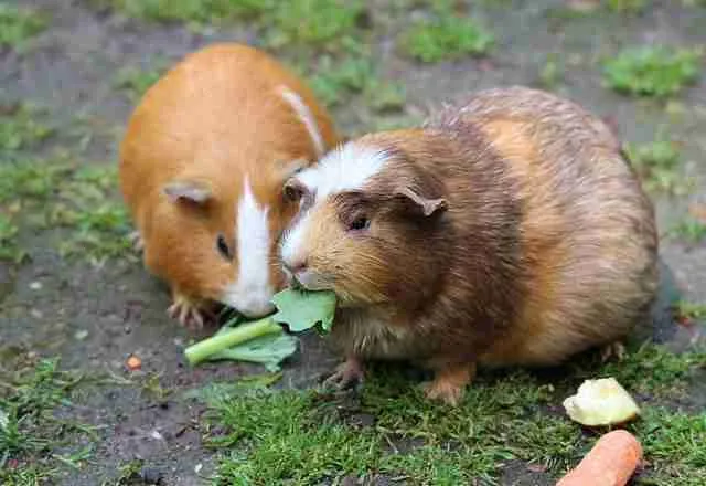 photo of guinea pigs eating celery leaves