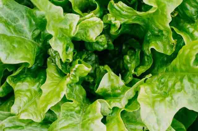celery lettuce-a healthy food option for guinea pigs