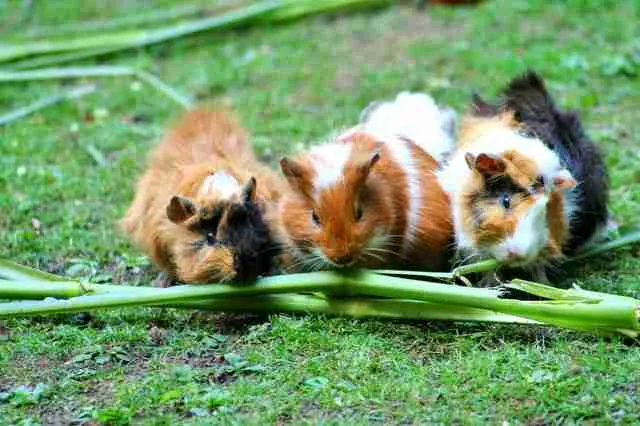 guinea pigs eating celery stalks