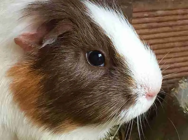 a very cuddly guinea pigs close up shot