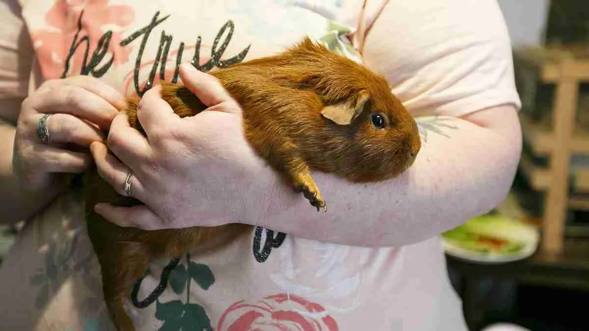 cavies love being petted by owner
