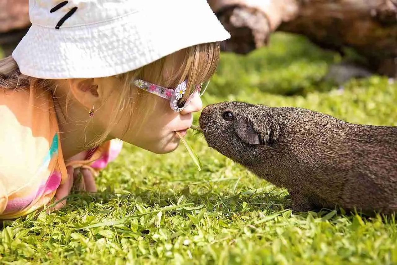 kids are safe to play around with guinea pigs