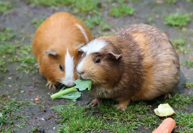 guinea pig girl pairs