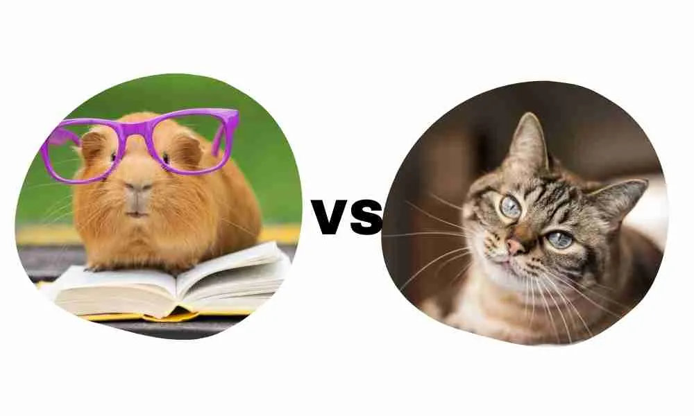 Comparing a Guinea Pig vs a Cat's intelligence
