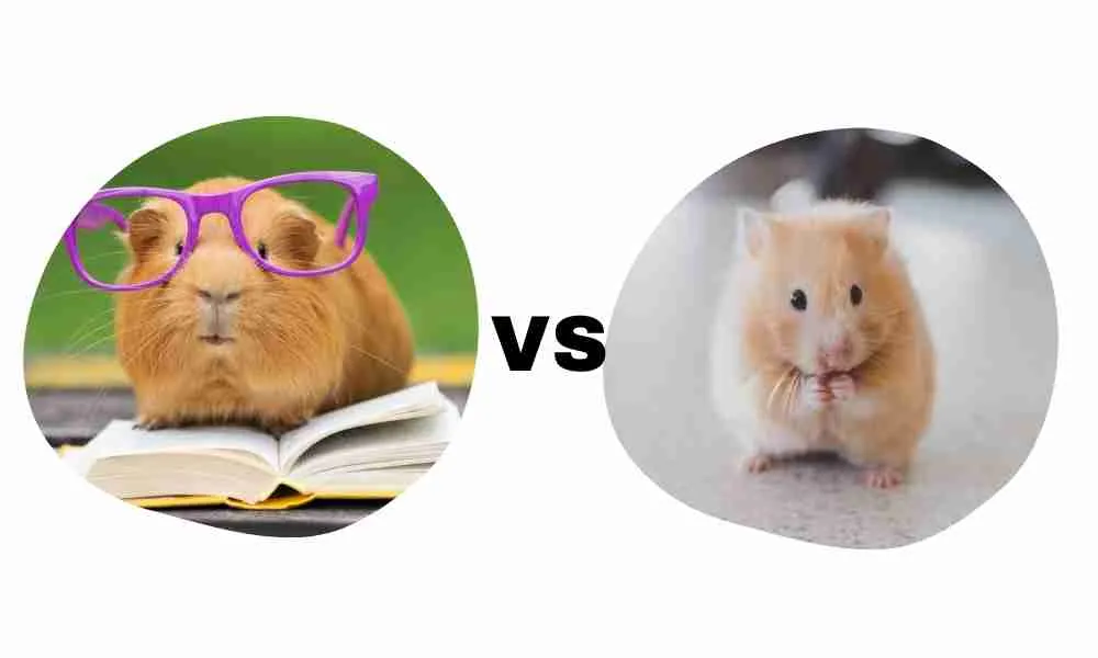 Comparing a Guinea Pig vs a Hamster's intelligence