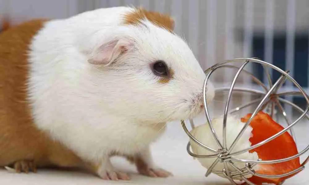 Guinea pig with strong bones playing