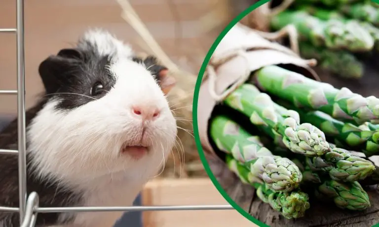 Can Guinea Pigs Eat Asparagus Blog