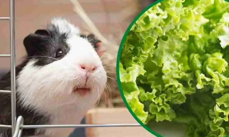 can-guinea-pigs-eat-lettuce-6-types-of-lettuce-explained