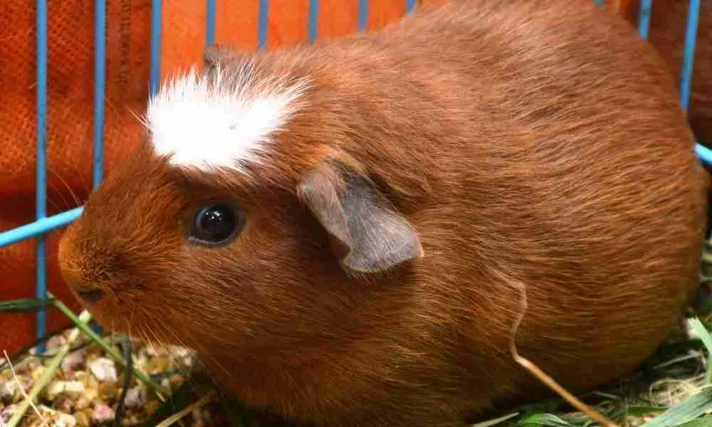 Bloated Guinea Pig Due to Eating Excessing Cilantro