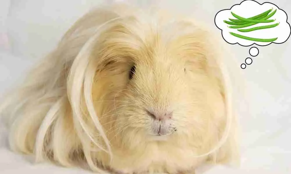 Giving Green Beans to a Guinea Pig