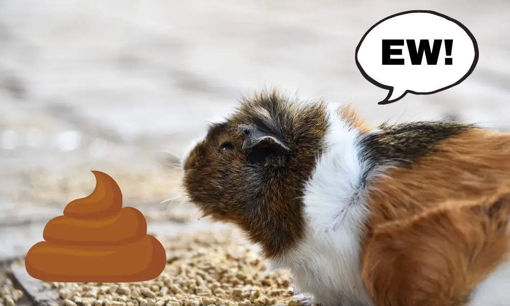 Excess Radish can produce smelly urine and feces on guinea pigs
