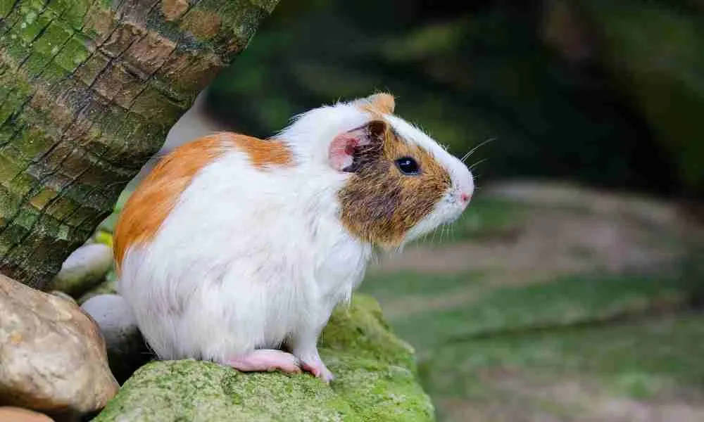 Guinea Pig Standing Straight After Training