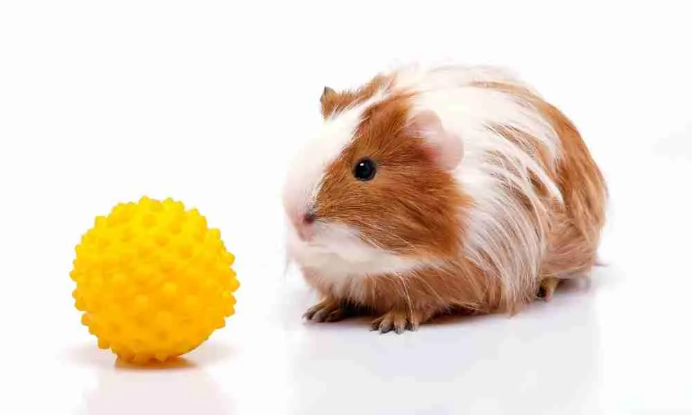 Training Your Guinea Pigs for Ball Passing