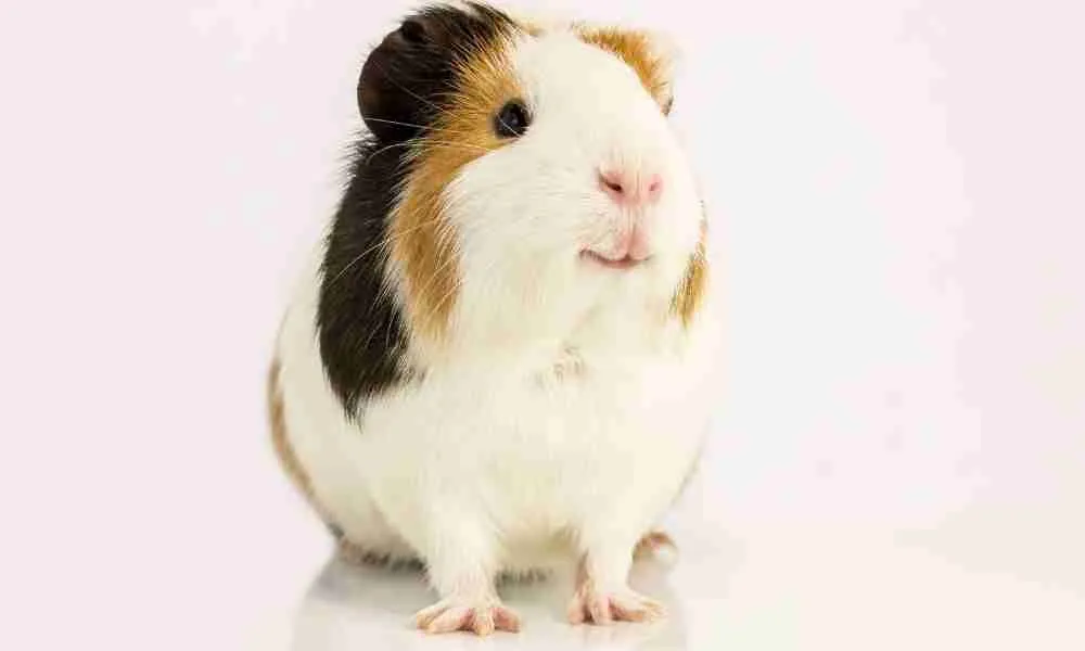 Guinea Pig reacting to his name - showing happiness