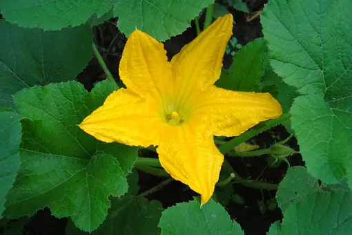 Zucchini Flowers - Food for Guinea Pigs