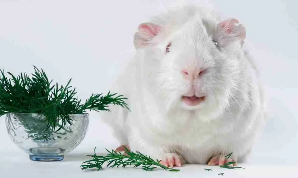 Myth About Albino Guinea Pigs 