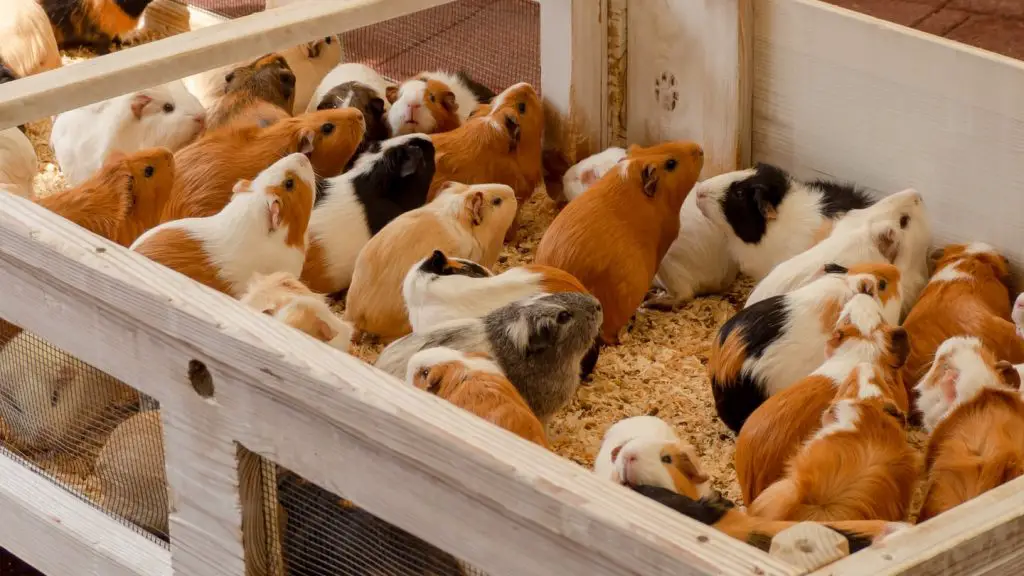 A group of guinea pigs living together in a cage