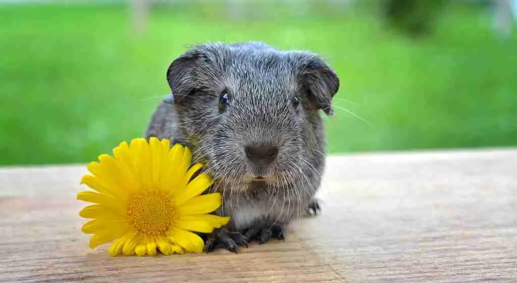 A guinea pig during summer