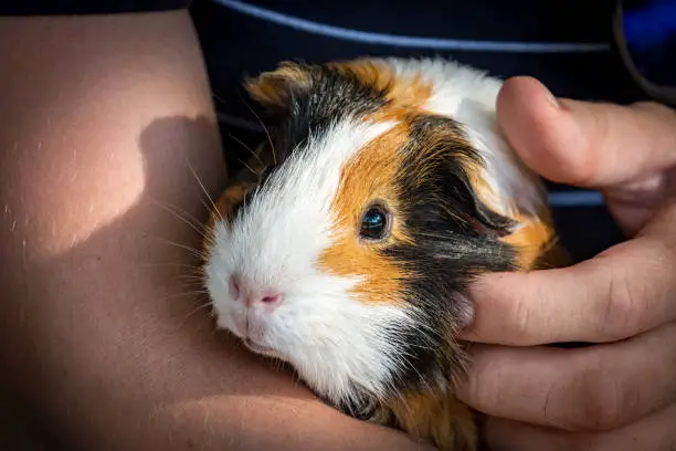 Guinea Pigs - A Very Friendly Pets to Have