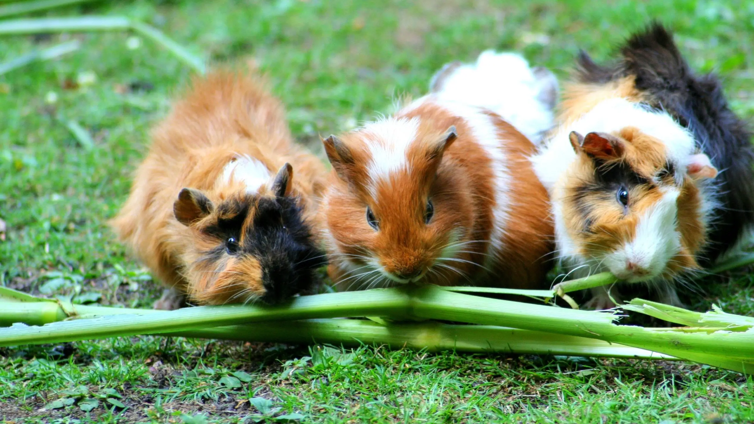3 Female guinea pigs eating together.