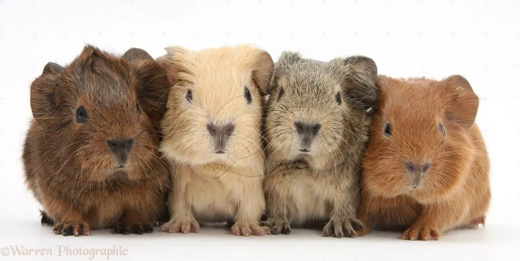 4 Guinea pigs staying close together 