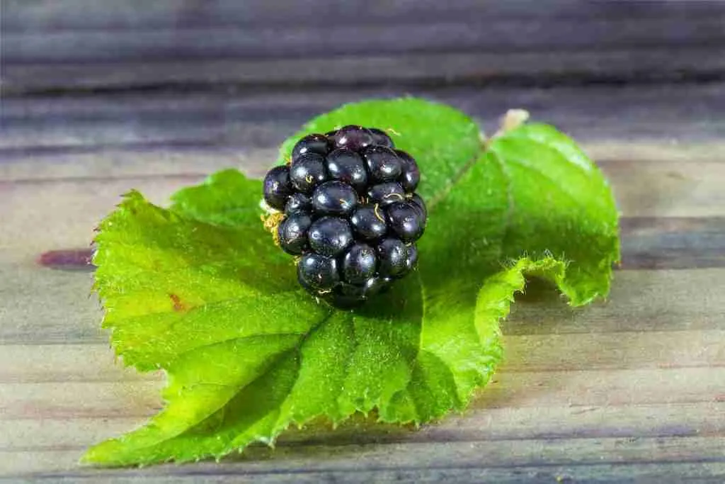 A blackberry on it's leaf