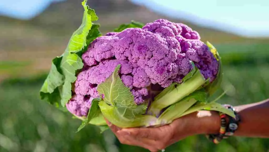 A picture showing purple cauliflower as a food for guinea pigs