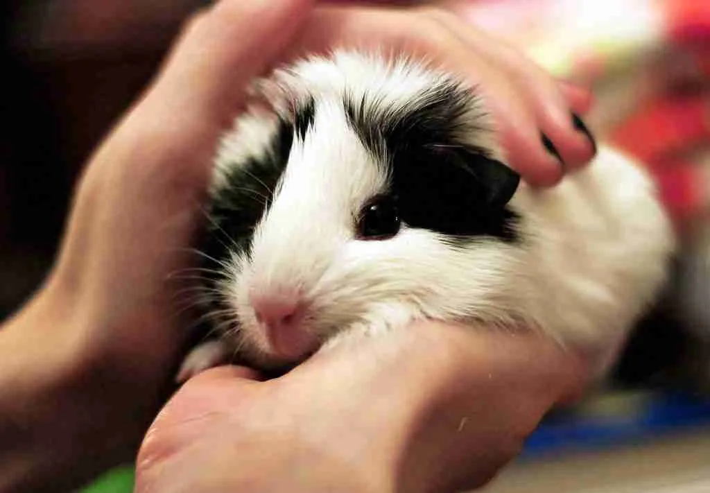 A picture showing a picture of guinea pig being petted