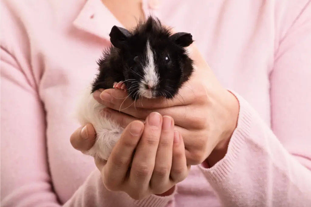 A picture showing a lady picking up a guinea pig