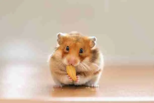 Hamster Eating with Front Paws While Standing on Both Hind Legs